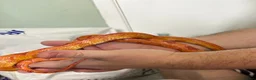 Corn Snake reptiles for sale: Corn snakes  - Advert 5