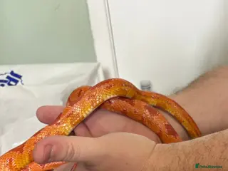 Corn Snake reptiles Corn snakes - Advert 11