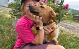 Mixed Breed dogs for adoption: Smithy - Norwich norfolk - Image 6