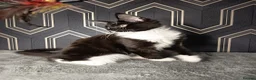 Maine Coon cats for sale: READY SOON Beautiful Maine coon babies  - Advert 7