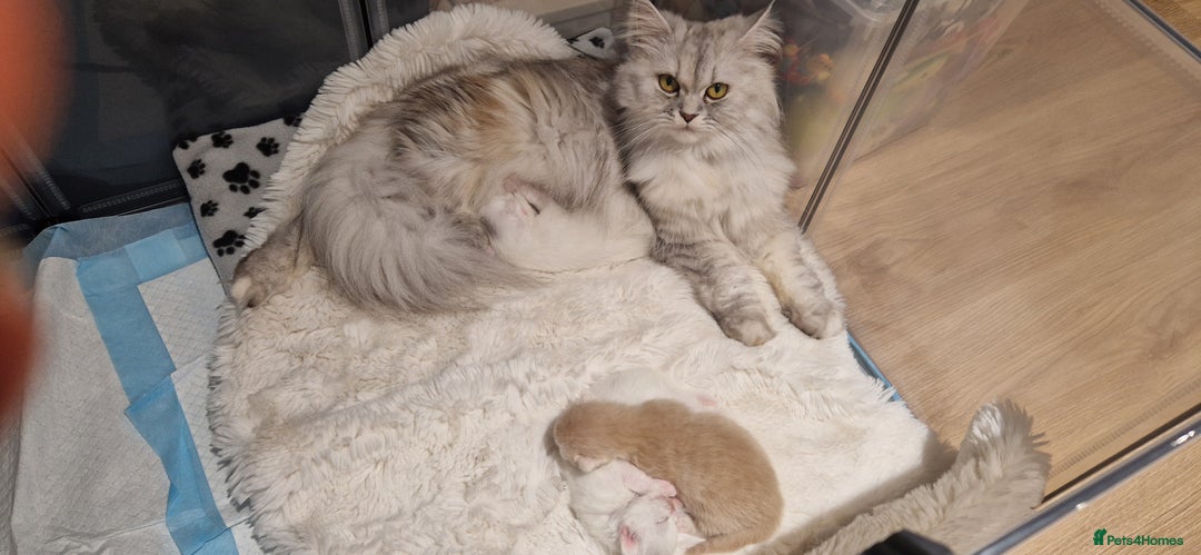 Persian cats for sale: Chinchilla Persian kittens - Advert 9