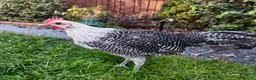 Chickens poultry for sale: Chickens For Sale Peterborough  - Advert 4