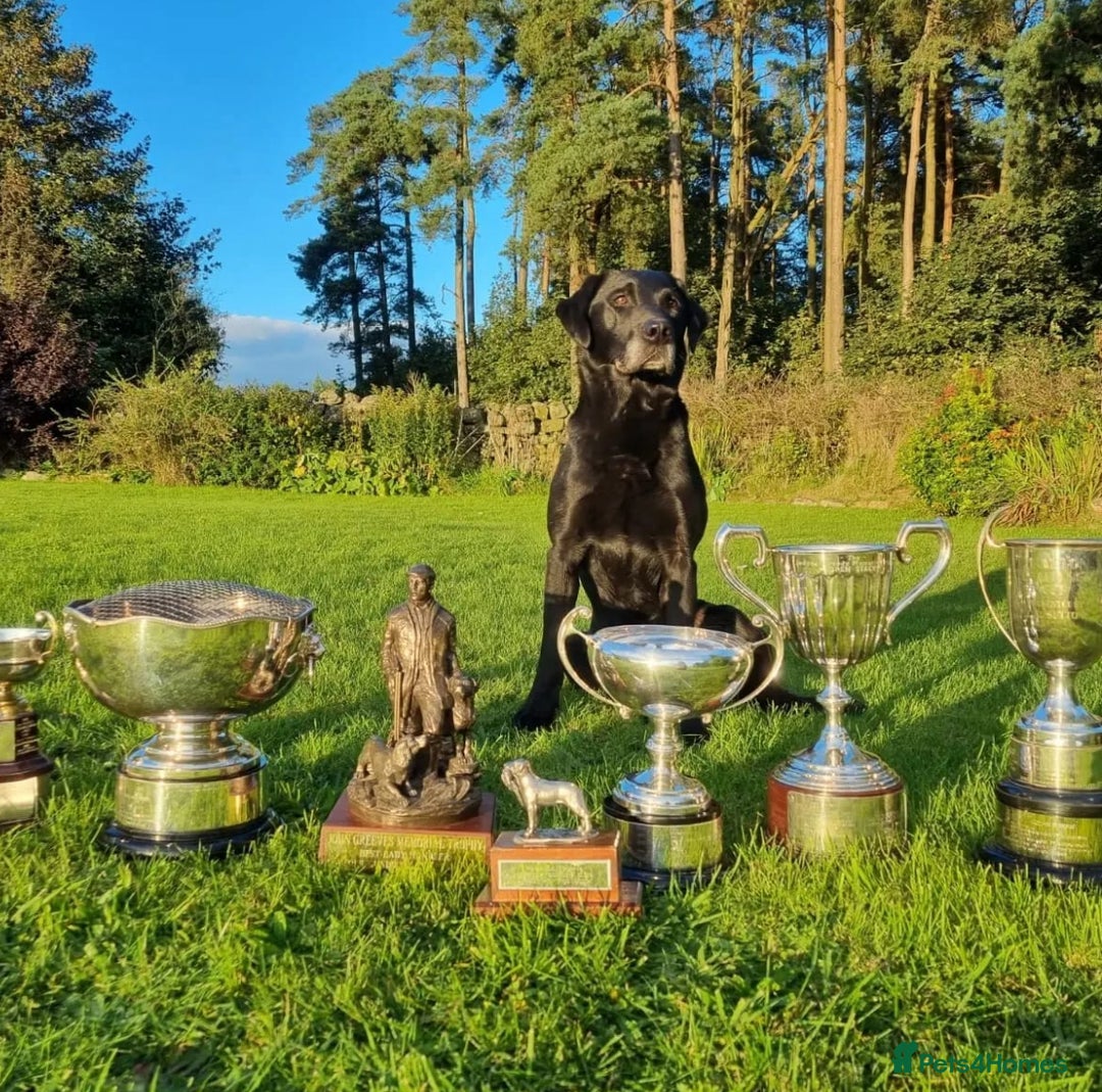 Labrador Retriever dogs for sale: Gorgeous FTCH bred Labrador pups - Image 8
