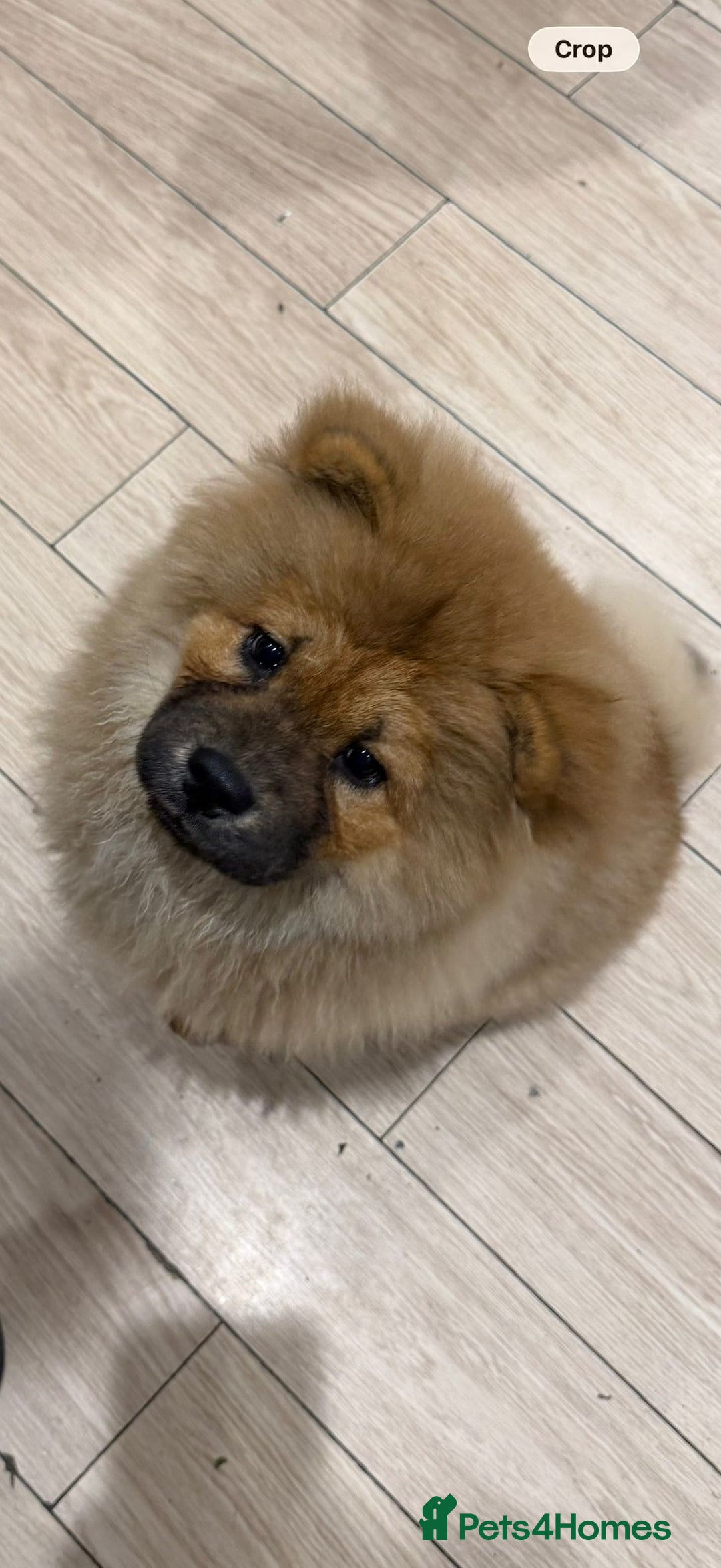 Chow Chow dogs for sale: Chow chow - Advert 8