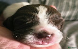 Sprocker dogs for sale: Spaniel Puppies  - Image 4