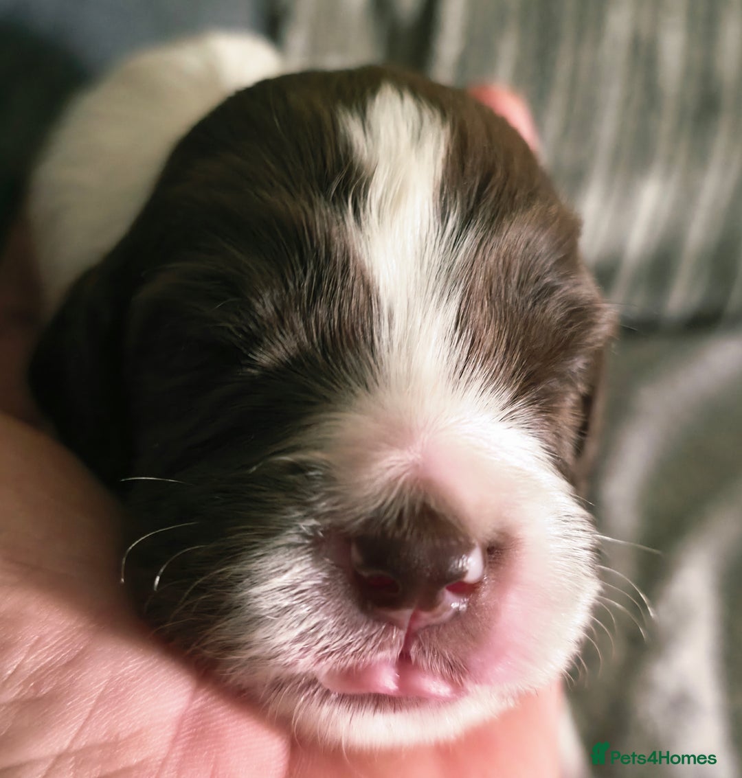 Sprocker dogs for sale: Spaniel Puppies  - Image 4