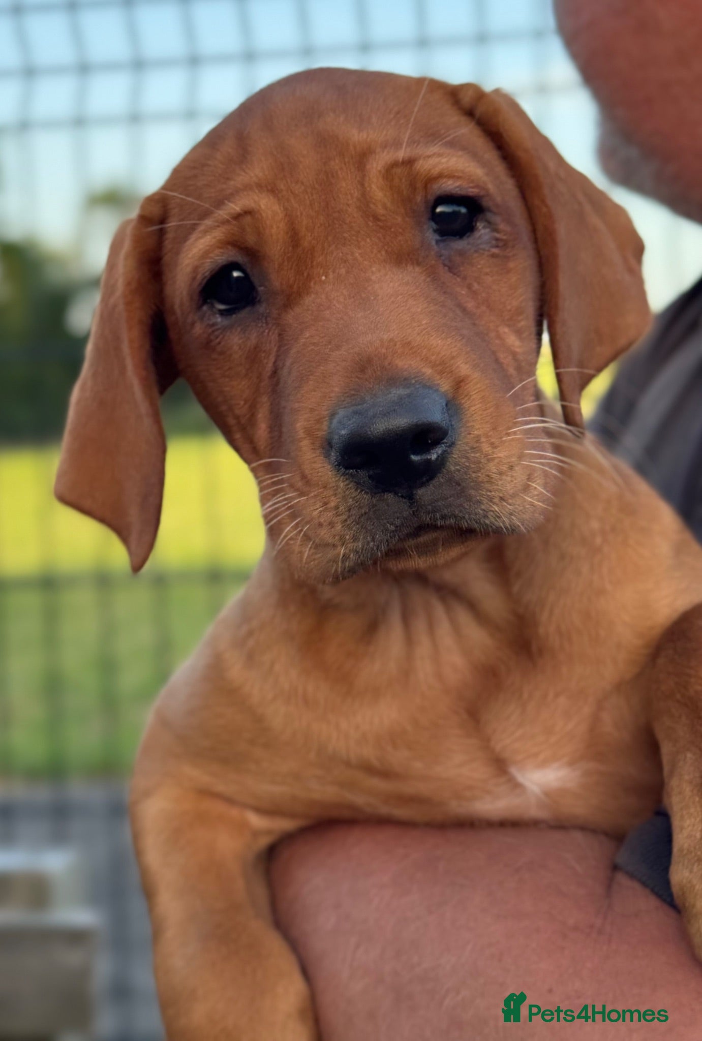 Labrador Retriever dogs Girl - Wonderful KC Litter Fox Red Labradors  - Advert 1