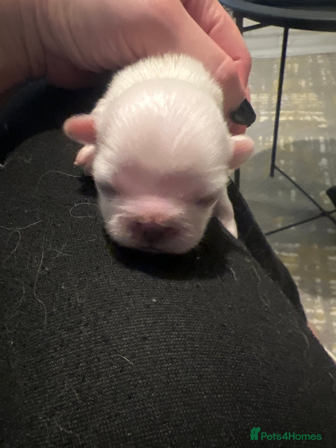 Pekingese dogs for sale: Lovely Pekingese puppies! 🐶❤️ - Image 5