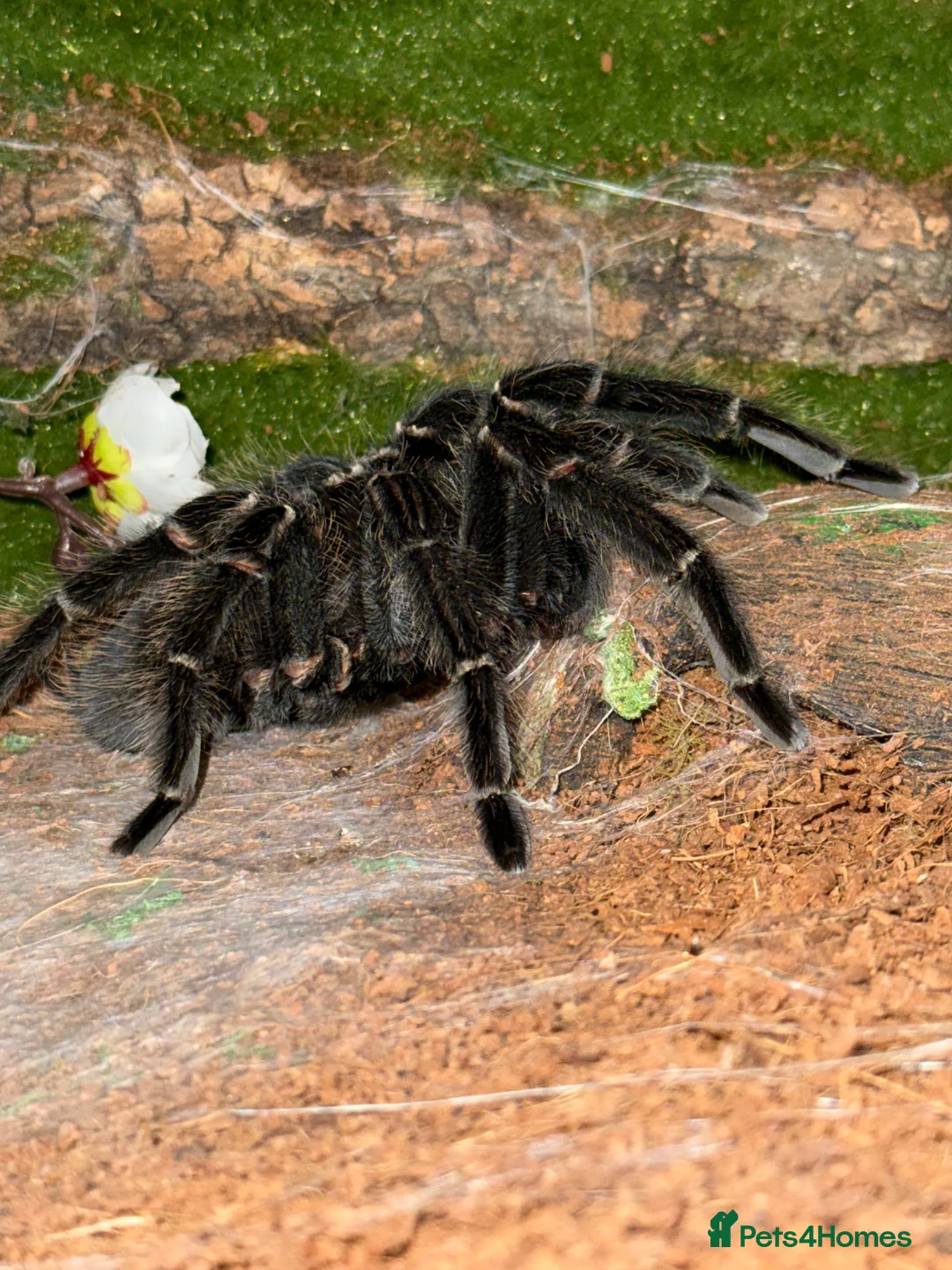 Tarantulas invertebrates for sale: Tarantulas wanted - Advert 10