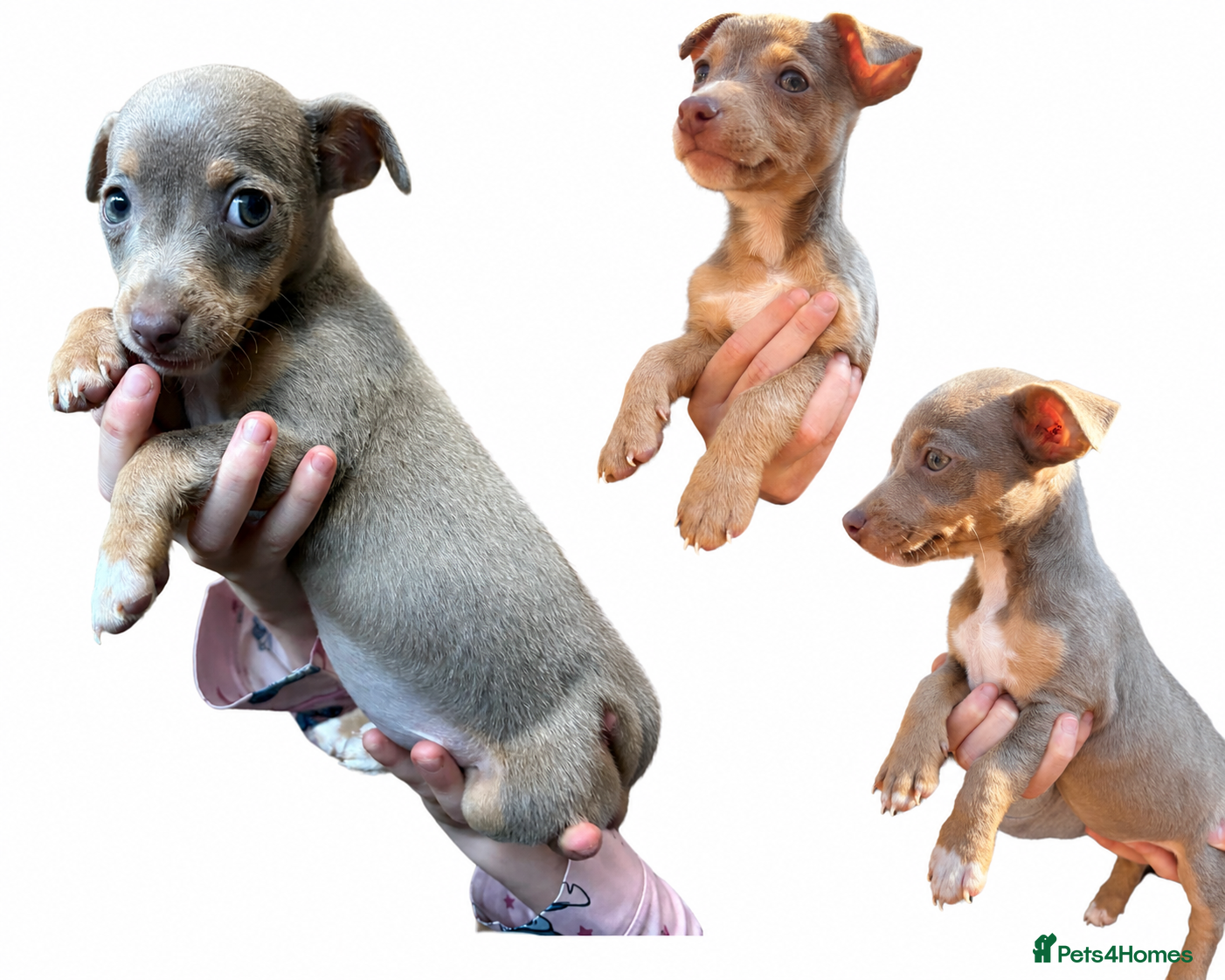 Jack Russell dogs  Lilac&Tan Jack Russell Pups READY NOW 💜 - Advert 7