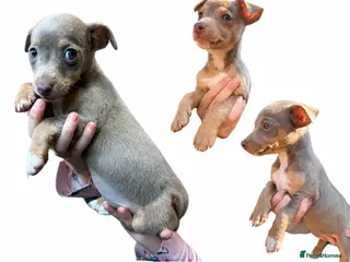 Jack Russell dogs Lilac&Tan Jack Russell Pups READY NOW 💜 - Advert 7