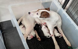 Mixed Breed dogs for sale: F1 jackcain  - Advert 1