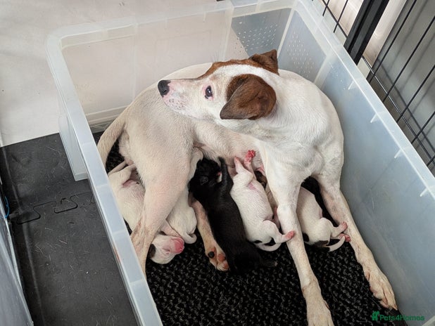 Mixed Breed dogs F1 jackcain - Advert 4