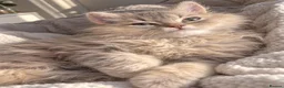 British Longhair cats for sale: British longhair kitten in London - Advert 2