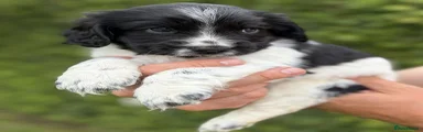 Cocker Spaniel 3