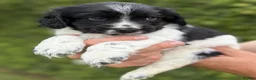 Cocker Spaniel dogs for sale: Cocker Spaniels in Hereford - Advert 5