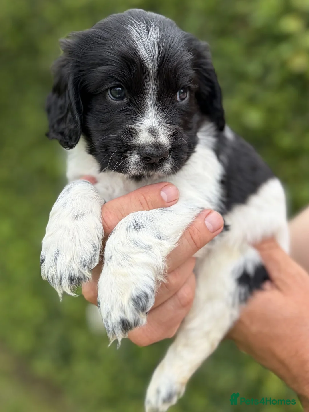Cocker Spaniel dogs for sale: Cocker Spaniels in Hereford - Advert 5