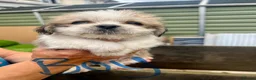 Shih Tzu dogs for sale: Pups for sale  in Northampton - Advert 7