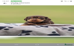 Dachshund dogs for sale: Miniature Wire haired Dachshund Puppies  - Image 13
