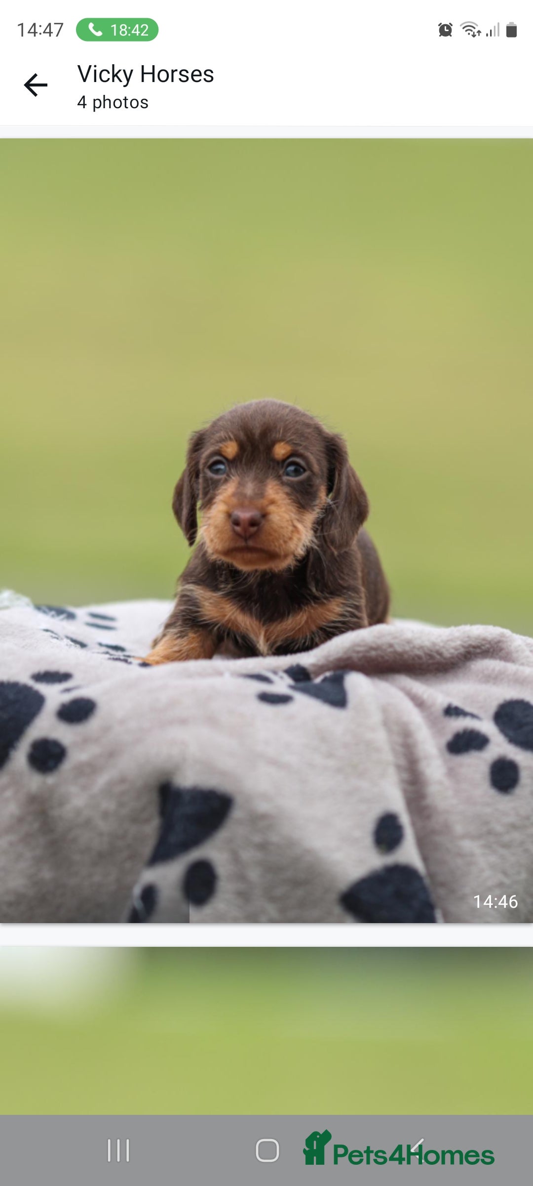 Dachshund dogs for sale: Miniature Wire haired Dachshund Puppies  - Image 13