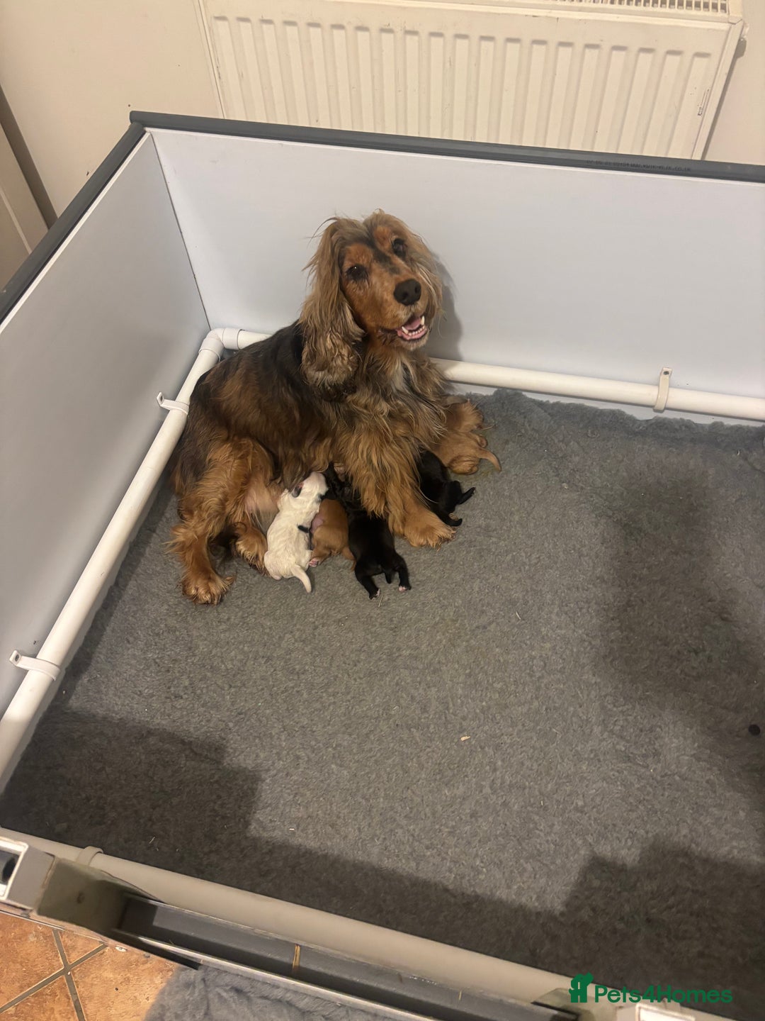 Cockapoo dogs for sale: Stunning F1 Cockapoos - Show H/Tested KC Parents!! - Advert 12