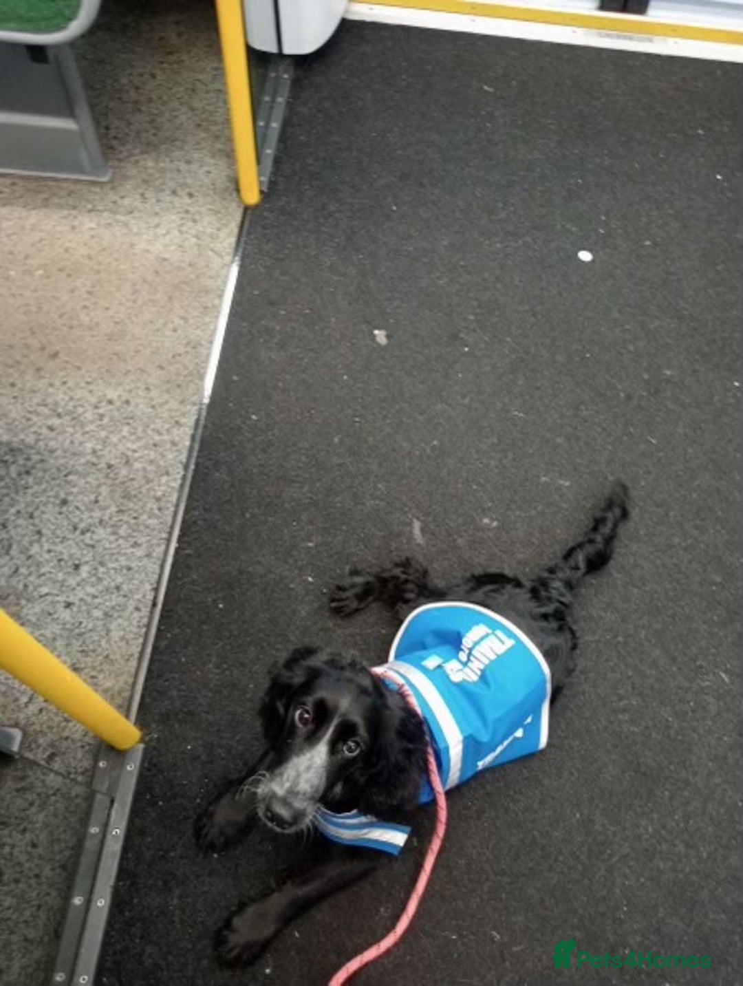 Cockapoo dogs for sale: 6-Month Cockapoo Puppy – Experienced Owner Only - Advert 7