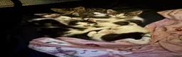 Mixed Breed cats for sale: Kittens for sale  in Alfreton - Advert 2