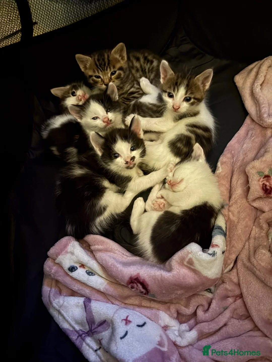 Mixed Breed cats for sale: Kittens for sale  in Alfreton - Advert 2
