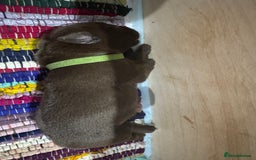 Labrador Retriever dogs for sale: UPDATE-GORGEOUS PUPS ARE HERE!  - Image 8