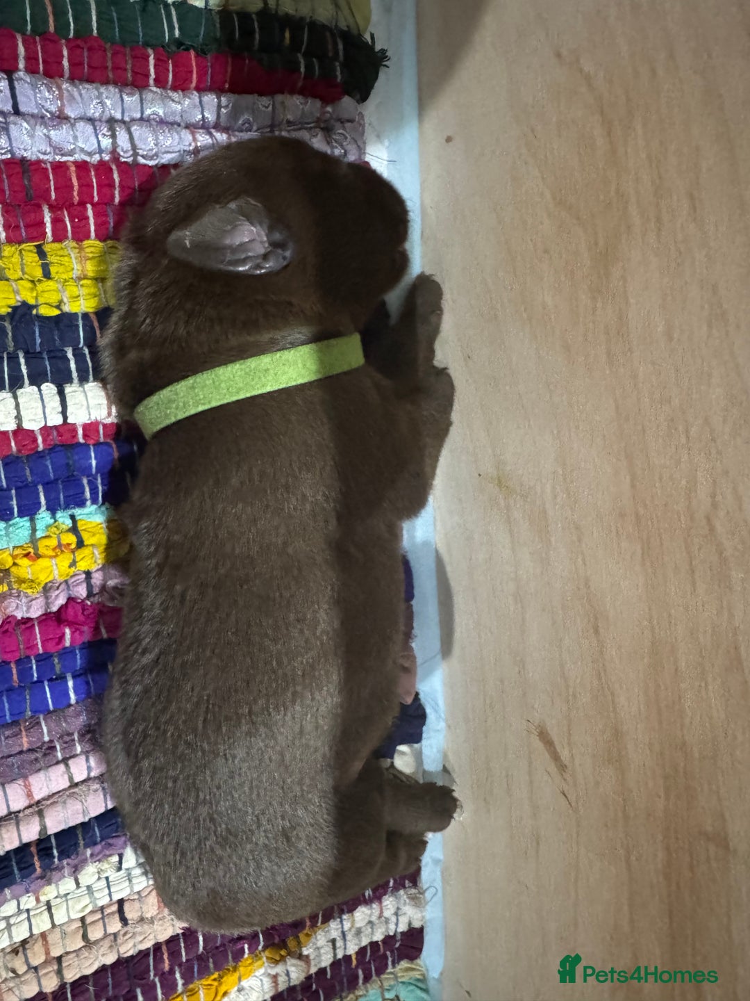 Labrador Retriever dogs for sale: UPDATE-GORGEOUS PUPS ARE HERE!  - Image 8