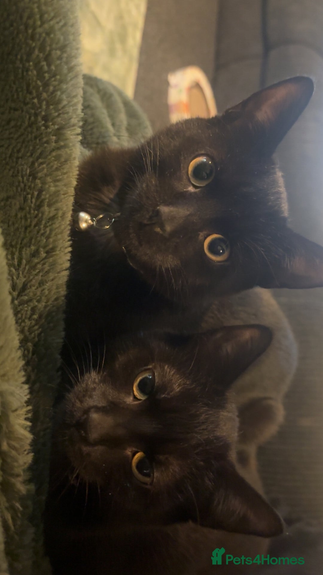 Mixed Breed cats for sale: Paired black cats for rehoming *Must go together* - Image 2