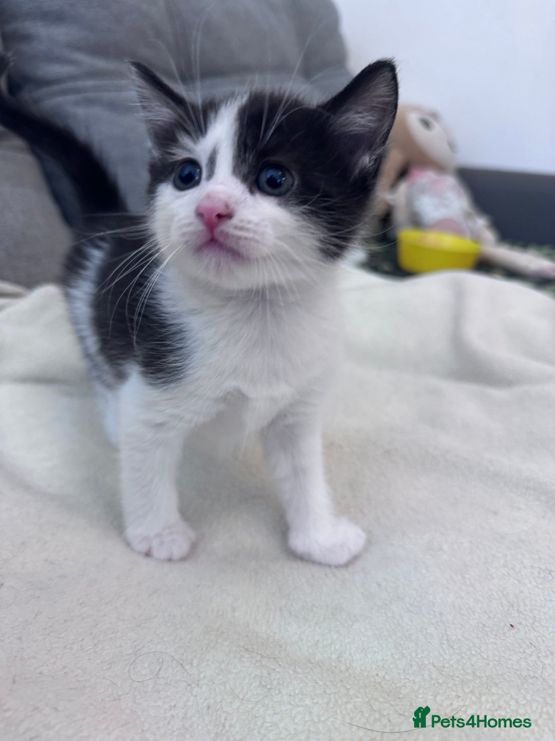 Mixed Breed cats for sale: Beautiful kittens looking new home 🐱🧡 - Advert 10