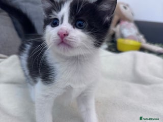 Mixed Breed cats Beautiful kitten looking new home 🐱🧡 - Advert 5