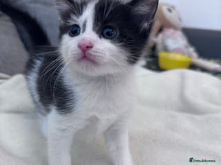 Mixed Breed cats Beautiful kitten looking new home 🐱🧡 - Advert 18