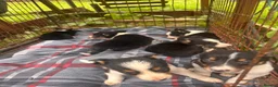 Border Collie dogs for sale: Collie pups  - Advert 10