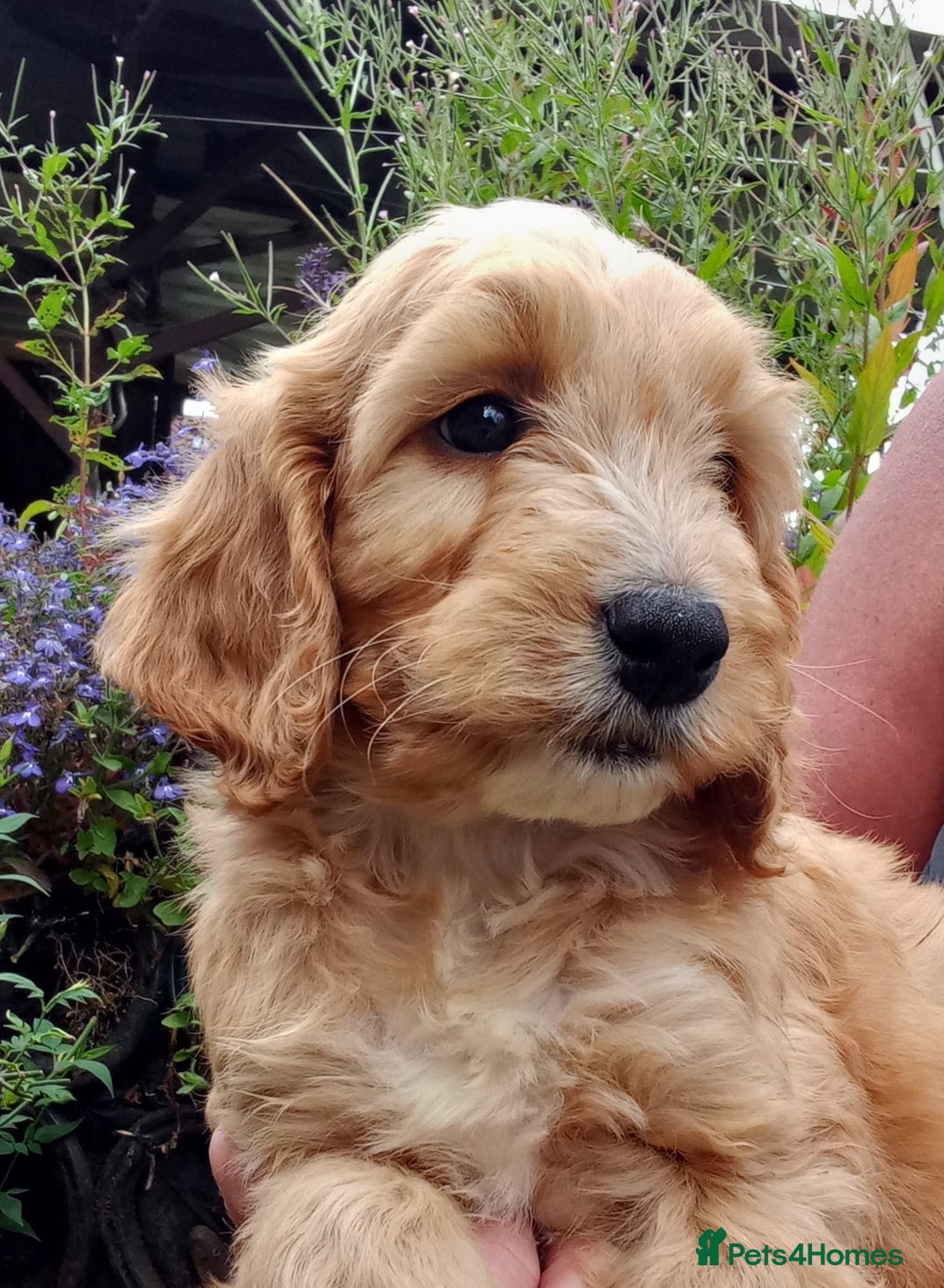 Cockapoo dogs for sale: Gorgeous Cockapoo puppies for sale  - Image 4