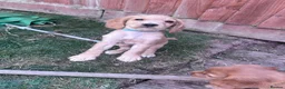 Cocker Spaniel dogs for sale: 2 KC Red cocker spaniel boys  - Advert 5