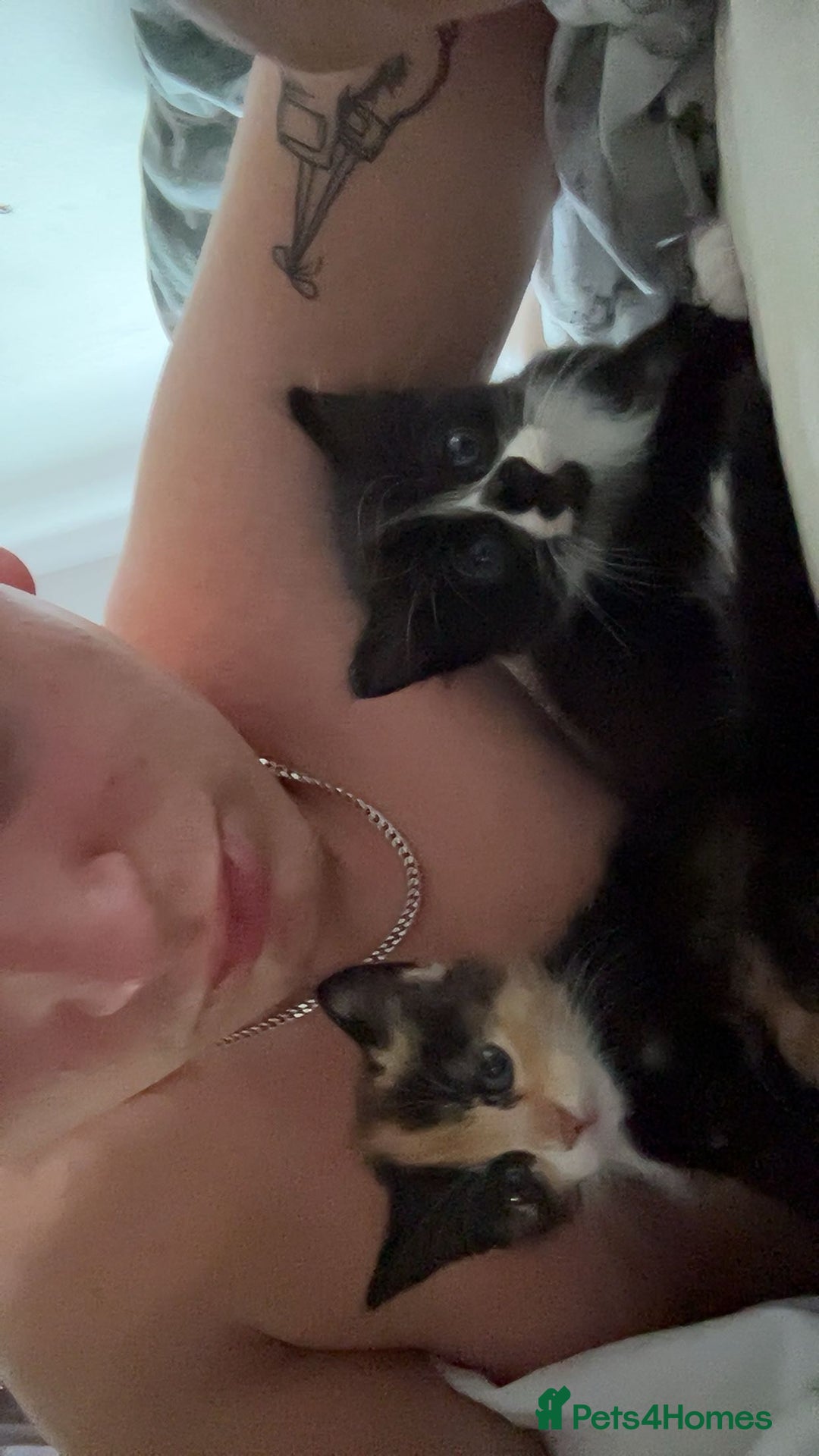 Mixed Breed cats for sale: Half Maine coon main calico coon - Image 2