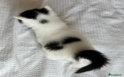 Ragdoll cats for sale: Ragdoll Mix Long-Haired Fluffy Kittens! - Image 12