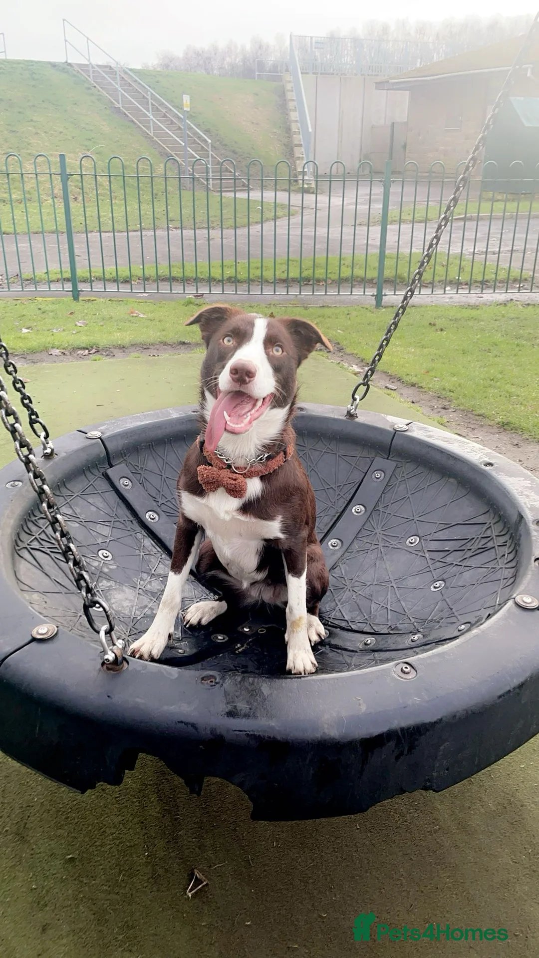 Mixed Breed dogs for sale: ⭐️💕 2 confident border collie x GSD girls 💕⭐️ - Advert 3