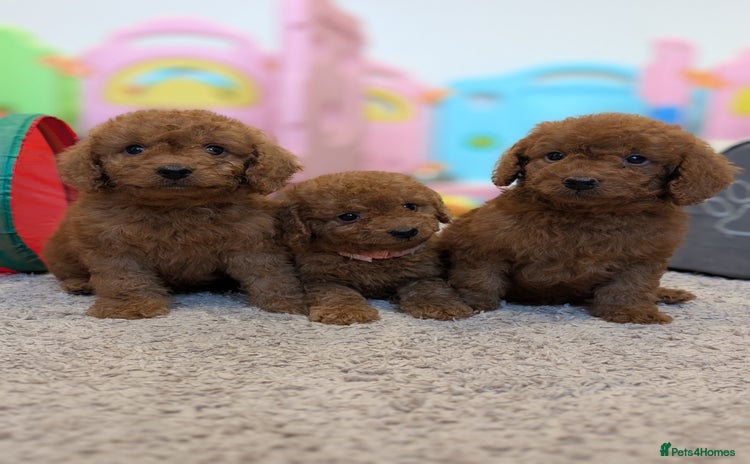 Cockapoo dogs in Droitwich - Advert 1