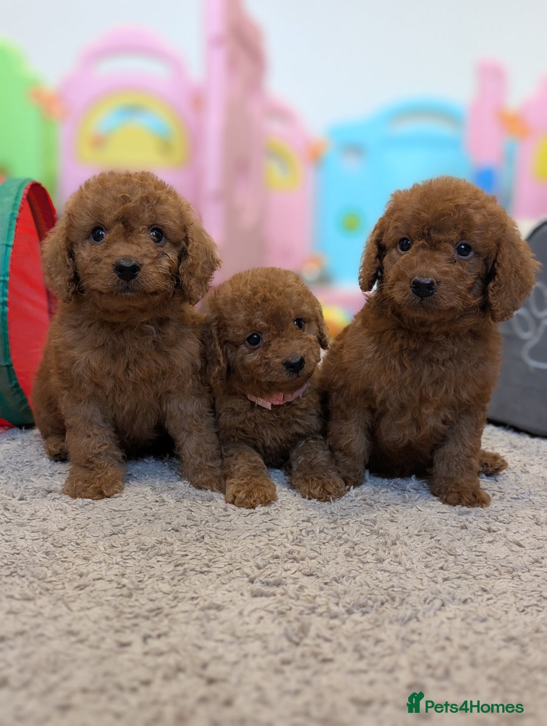 Cockapoo dogs for sale: 🌟 F1b-toy-health tested-cockapoo puppies 🌟  in Droitwich - Image 1