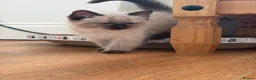 Ragdoll cats for sale: Ragdoll kittens ready now - Advert 3