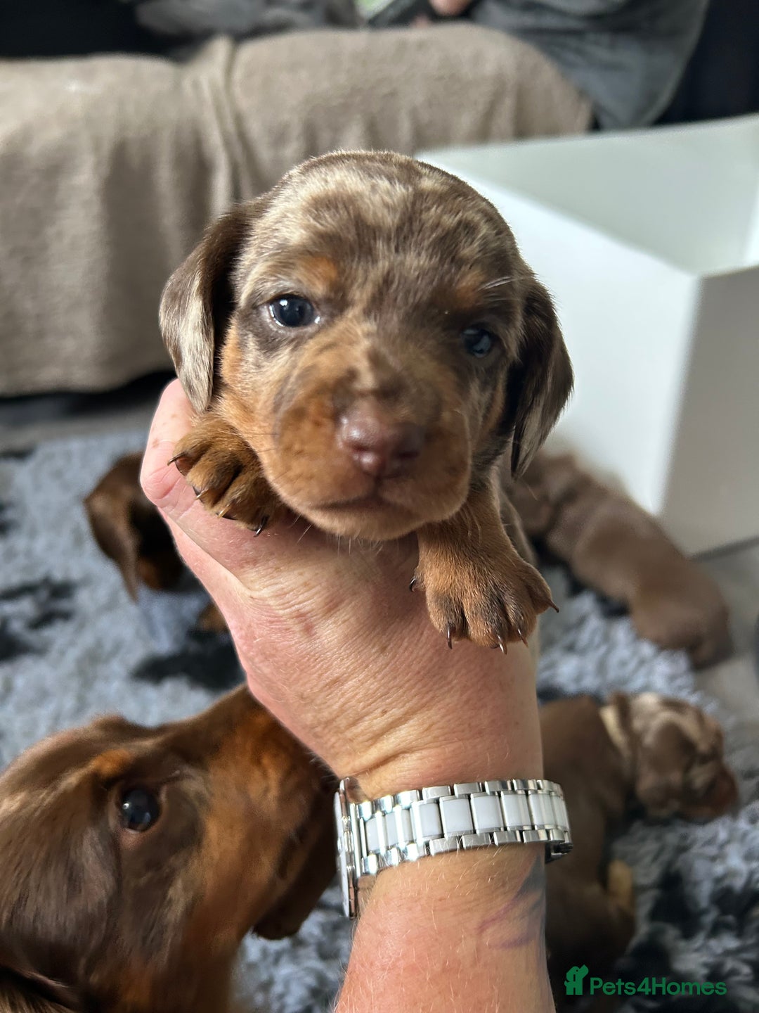 Miniature Dachshund dogs for sale: Chocolate Tan/dapple Miniature Dachsund - Image 22