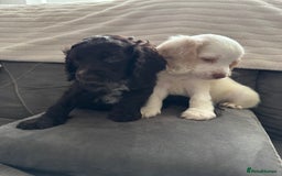 Cockapoo dogs for sale: Two male f3 cockapoos ready now  - Image 6