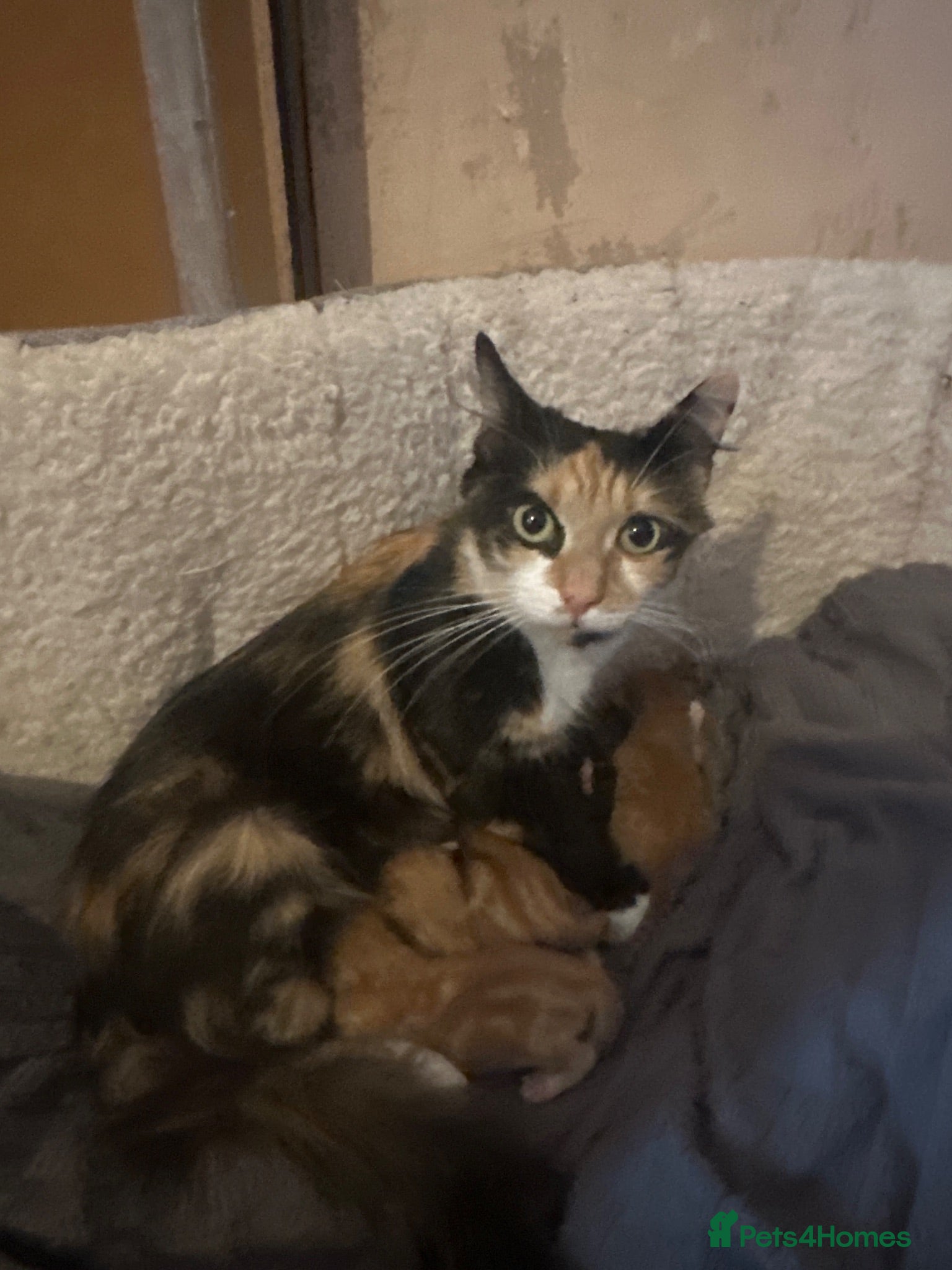 Domestic Shorthair cats Kittens for sale  - Advert 2