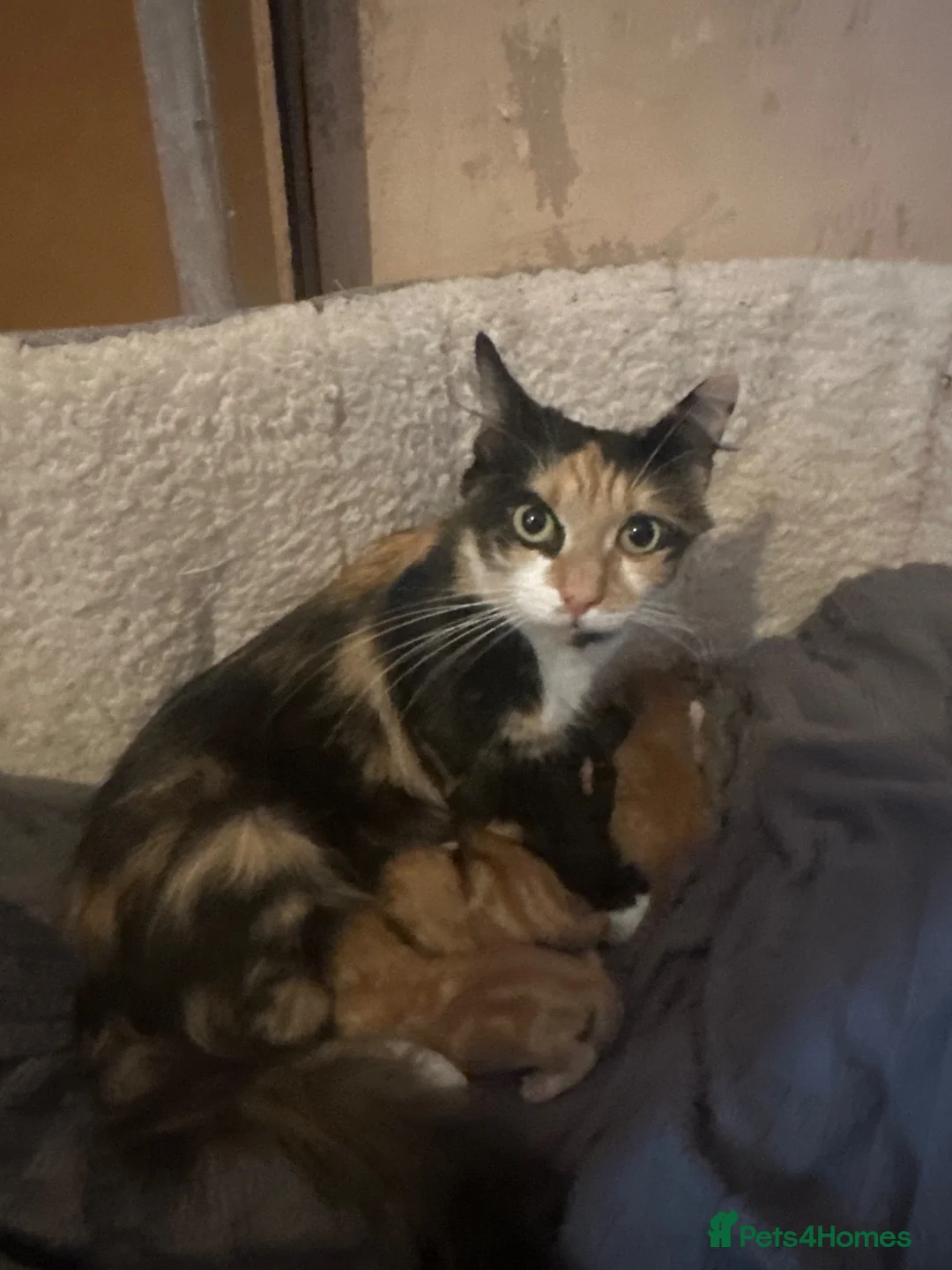Domestic Shorthair cats for sale: Kittens for sale  in Sheffield - Advert 1