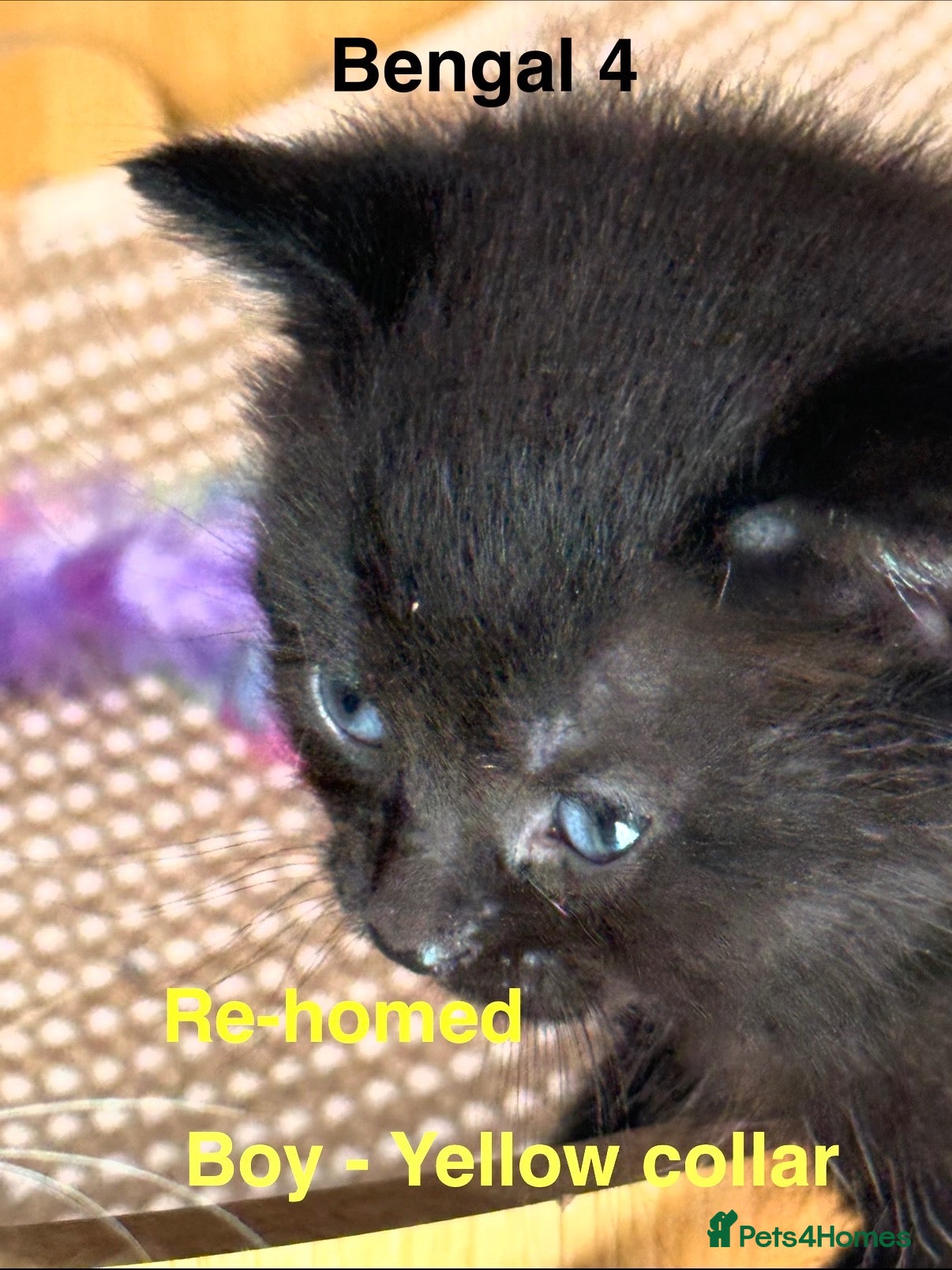 Mixed Breed cats Beautiful Bengal X Tabby X kittens  - Advert 2