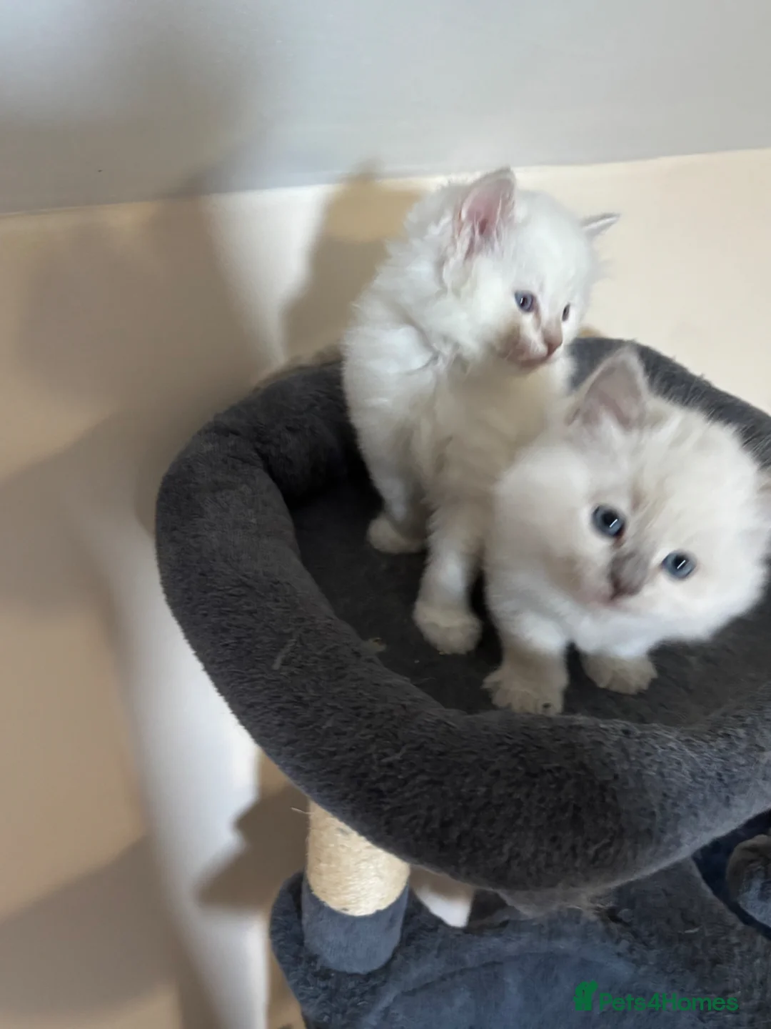 Ragdoll cats for sale: RARE FAWN POINT KITTENS - Advert 2