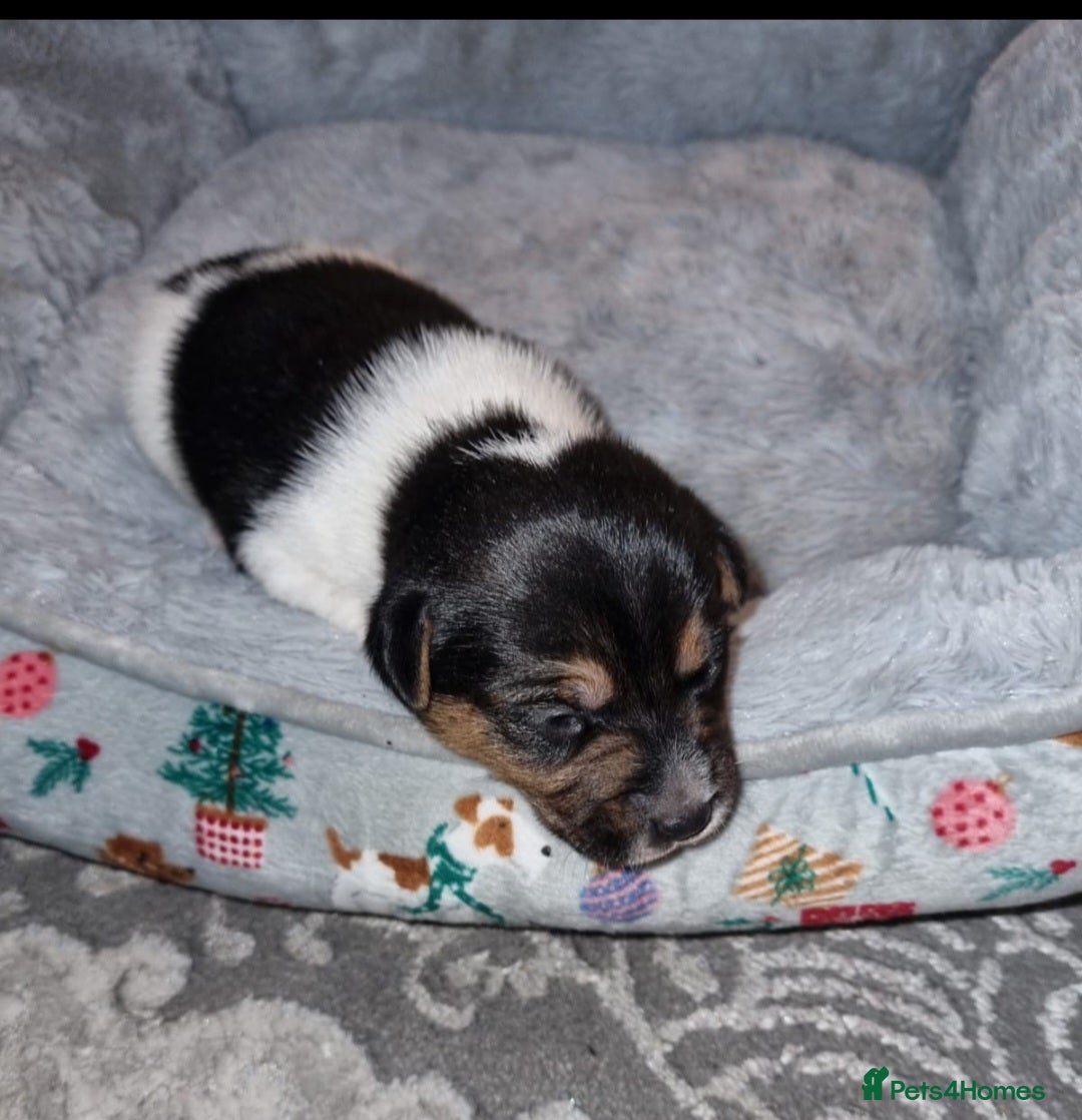 Jack Russell dogs for sale: Jack Russell Pups - Advert 12